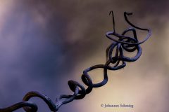 Johannes_Schmieg_Weinranke_MGL7498-7575S78CS4