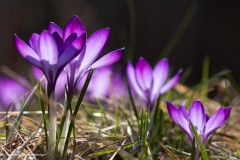 Frühling