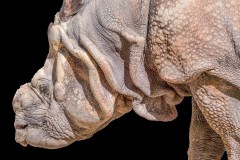 Nashorn