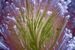 Reinhard_Neumann_tree-abstract