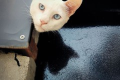 The Ultimate Kochi Cat - India