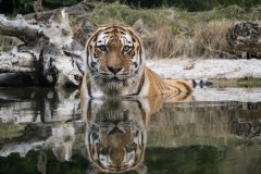 Stefan Piontek-Tiger