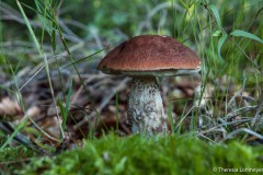 Theresia_Lohmeyer_Rotkappe