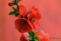 Theresia_Lohmeyer_Zierquitte_