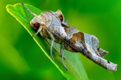 Achateule