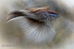 Vogelflug