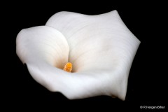 Rainer_Hergenroether_Eleganz