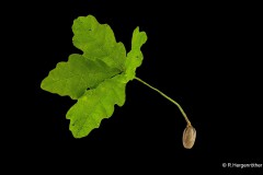 Rainer_Hergenroether_Neues-Leben