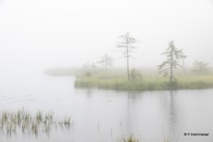 Franz_Hohnheiser_Aus_dem_Nebel