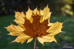 Rainer_Hergenroether_Herbstlaub
