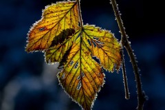 Ulrike_Hohnheiser_Durchscheinendes_Blatt