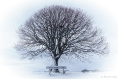 Winterbaum