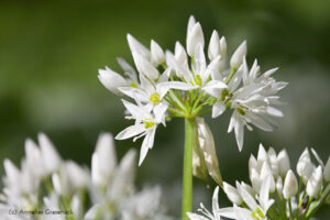 Botanischer Garten München